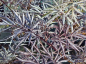 Preview: Sambucus nigra Black Lace Schwarzer Holunder